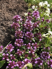 Thymus praecox polytrichus