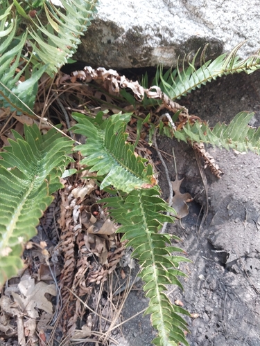 iNaturalist observation photo of Narrowleaf sword fern