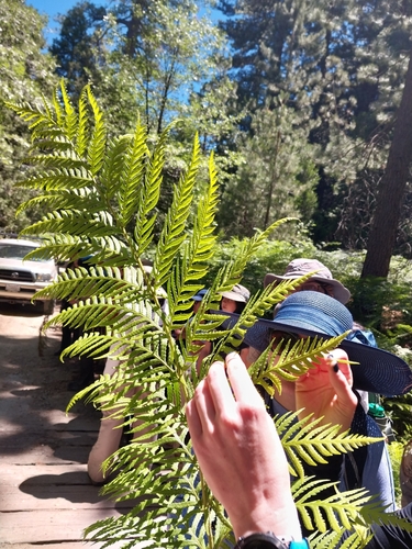 iNaturalist observation photo of giant chain fern