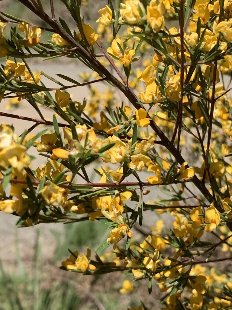 blakely's bush-pea