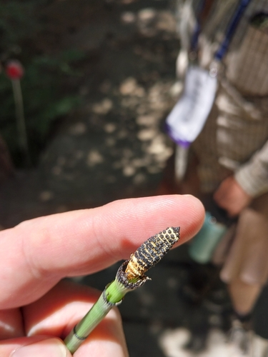 iNaturalist observation photo of rough horsetail