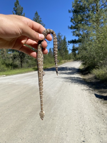 Northern Pacific Rattlesnake