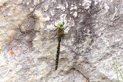 Pinheyschna subpupillata