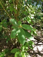 Saurauia madrensis