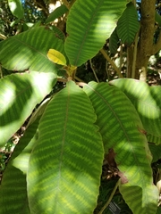 Saurauia madrensis