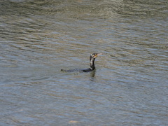 Phalacrocorax carbo
