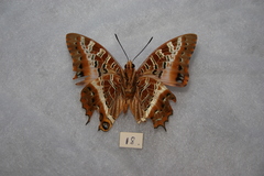 Charaxes phoebus