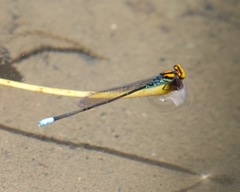 Pseudagrion punctum
