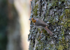 Erithacus rubecula