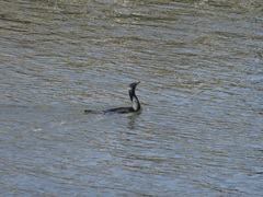 Phalacrocorax carbo