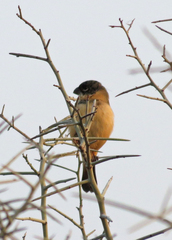 Sporophila morelleti