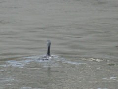 Phalacrocorax carbo