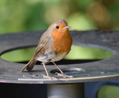 Erithacus rubecula
