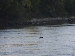Phalacrocorax carbo