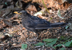 Turdus merula