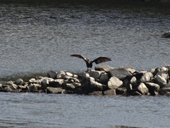 Phalacrocorax carbo
