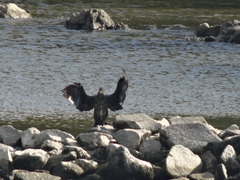 Phalacrocorax carbo