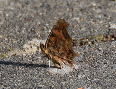 Polygonia c-album