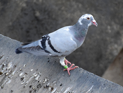 Columba livia domestica