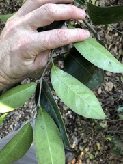 Diospyros fasciculosa