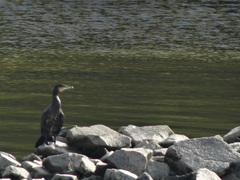 Phalacrocorax carbo