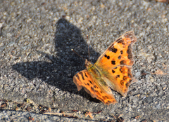 Polygonia c-album