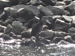 Phalacrocorax carbo