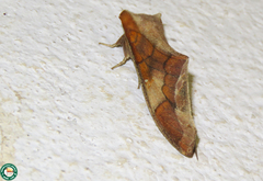Colax apulus