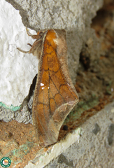 Colax apulus