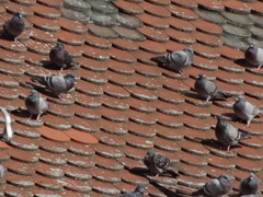 Columba livia domestica