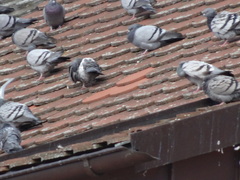 Columba livia domestica