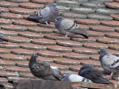 Columba livia domestica