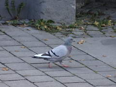 Columba livia domestica