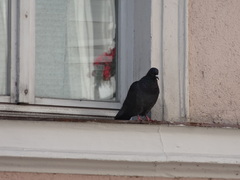Columba livia domestica