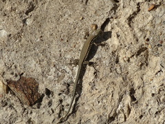 Podarcis muralis