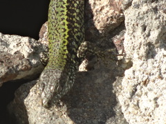 Podarcis muralis nigriventris