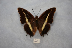 Charaxes junius junius