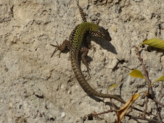 Podarcis muralis