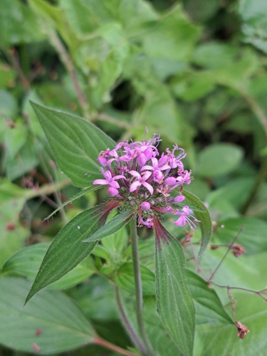 Crusea hispida, photograph 3