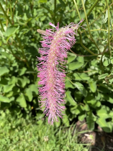 Sanguisorba obtusa iNat (2)