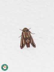 Disphragis salona