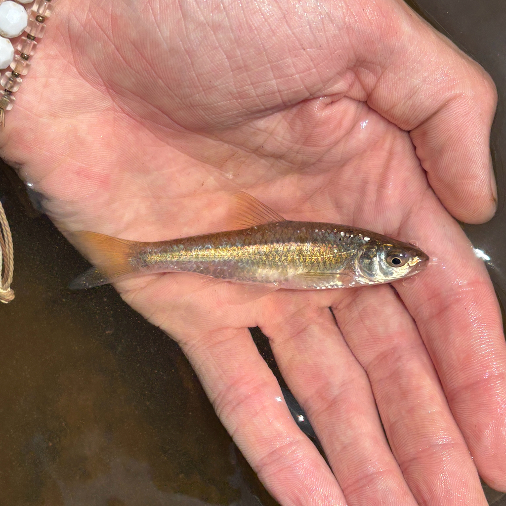 Eastern silvery minnow (Hybognathus regius) — Cyprinidae