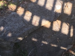 Sceloporus undulatus