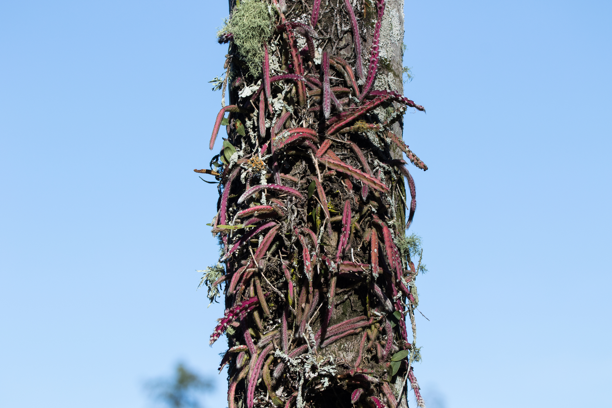 Lepismium cruciforme