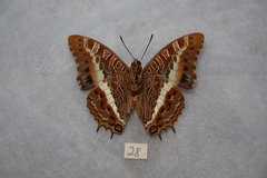 Charaxes junius junius