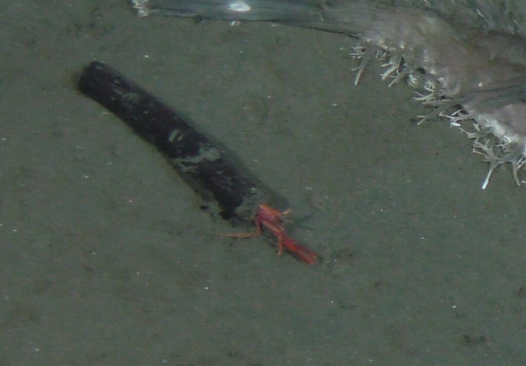 Xylopaguridae
