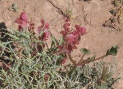 Winter dock (Rumex vesicarius)