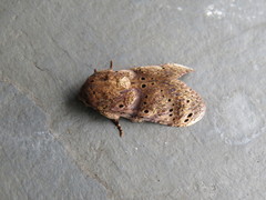 Dyasia punctata