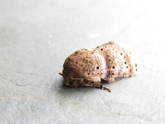 Dyasia punctata