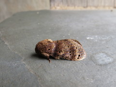 Dyasia punctata